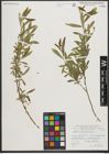 Foto von Salix purpurea L.